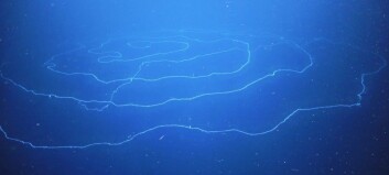 Forskere oppdaget verdens lengste dyr i havet