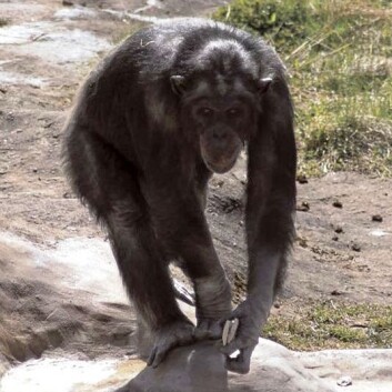 (Foto: Lund University Primate Research Station Furuvik) (Foto: Lund University Primate Research Station Furuvik)