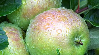 Lang veg til klimarobuste eple
