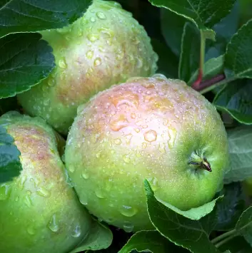 Et duggfriskt eple slik vi vil ha det. (Foto: Håkon Sparre/UMB)