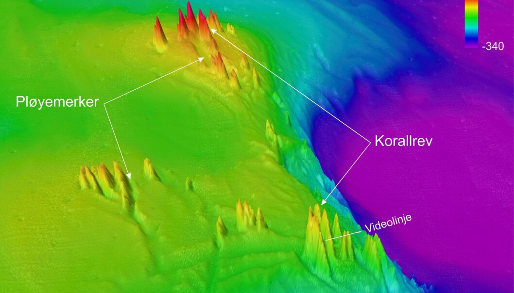 Figur 1. 3D-dybdekart (5 m oppløsning, vertikaloverdrivelse x11) med korallrev og pløyemerker fra isfjell. Dybdedata samlet inn av Kartverket. Figur 1. 3D-dybdekart (5 m oppløsning, vertikaloverdrivelse x11) med korallrev og pløyemerker fra isfjell. Dybdedata samlet inn av Kartverket.