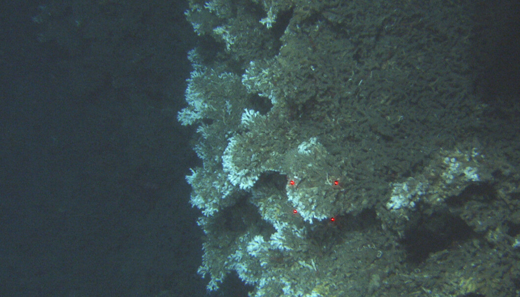 (Fig 4) <i>Desmophyllum</i>-rever kan blir flere meter høye. Øverst på revet, og ofte på kanten, sitter de levende <i>Desmophyllum</i> polyppene (hvite). (Fig 4) <i>Desmophyllum</i>-rever kan blir flere meter høye. Øverst på revet, og ofte på kanten, sitter de levende <i>Desmophyllum</i> polyppene (hvite).