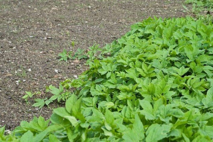Vanlig ugrasmiddel funker ikke særlig godt mot Skvallerkålen. (Foto: Bioforsk) Vanlig ugrasmiddel funker ikke særlig godt mot Skvallerkålen. (Foto: Bioforsk)