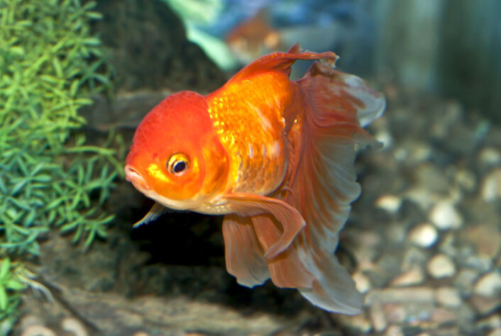 Gullfisk sover, selv om de ikke lukker øynene. (Foto: Colourbox) Gullfisk sover, selv om de ikke lukker øynene. (Foto: Colourbox)