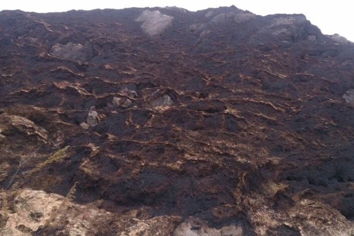 Den stående vegetasjonen har blitt effektivt fjernet av flammene under lyngbrannen på Frøya. Aske og dødt plantemateriale ligger igjen over den frosne bakken, mens røsslyngen er helt borte. (Foto: Raymond Sandvik) Den stående vegetasjonen har blitt effektivt fjernet av flammene under lyngbrannen på Frøya. Aske og dødt plantemateriale ligger igjen over den frosne bakken, mens røsslyngen er helt borte. (Foto: Raymond Sandvik)