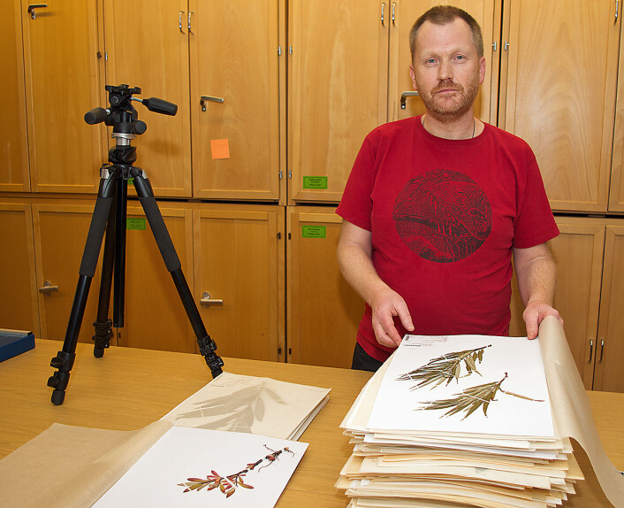 Tommy Prestø bidrar med det som finnes av vier-sorter i Norge til strekkodebiblioteket. (Foto: Georg Mathisen) Tommy Prestø bidrar med det som finnes av vier-sorter i Norge til strekkodebiblioteket. (Foto: Georg Mathisen)
