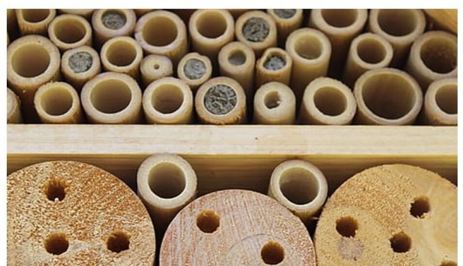 Bak de gjenmurte åpningene i insekthotellet ligger blodferske insekt og venter på beskjed fra vårens varme solstråler om at det er på tide å krabbe ut i verden. Foto fra Piqsels.com
