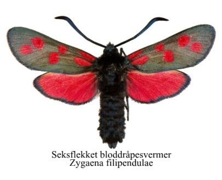 Bloddråpesvermer-familien består av flere arter hvor særlig seksdråpet og stor bloddråpesvermer er til forveksling like. (Lisens: CC-BY-NC-SA) (Foto: Artsdatabanken) Bloddråpesvermer-familien består av flere arter hvor særlig seksdråpet og stor bloddråpesvermer er til forveksling like. (Lisens: CC-BY-NC-SA) (Foto: Artsdatabanken)