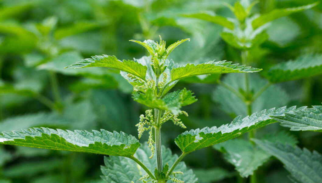 Brennesle, Urtica dioica, er også en særbu art, og dersom den blir beitet på, utvikler hunnene flere av de små hårene som brenner enn det hannene gjør. Brennesle, Urtica dioica, er også en særbu art, og dersom den blir beitet på, utvikler hunnene flere av de små hårene som brenner enn det hannene gjør.