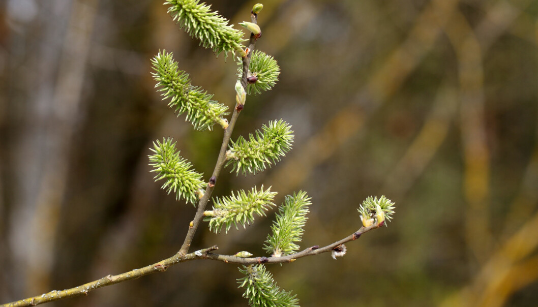 Selje, Salix caprea, er særbu og har dermed egne hann- og hunntrær. Dette er et hunkjønn hvor blomstrene er grønne, avlange og rakleformet.