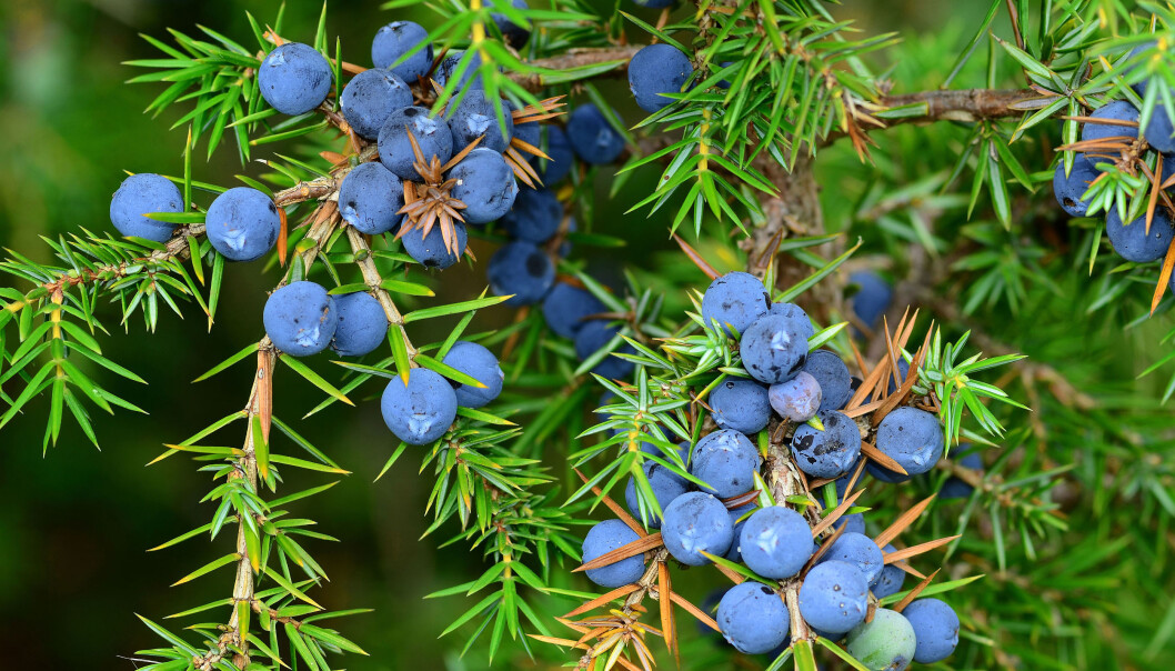 Også einer, Juniperus communis, er særbu med egne hunn- og hannbusker. Ser du en høyreist einer uten bær, er det nok en hann du har funnet. Hunnene prioriterer å bruke energien på reproduksjon fremfor vekst, og er derfor mindre enn hannen. Også einer, Juniperus communis, er særbu med egne hunn- og hannbusker. Ser du en høyreist einer uten bær, er det nok en hann du har funnet. Hunnene prioriterer å bruke energien på reproduksjon fremfor vekst, og er derfor mindre enn hannen.