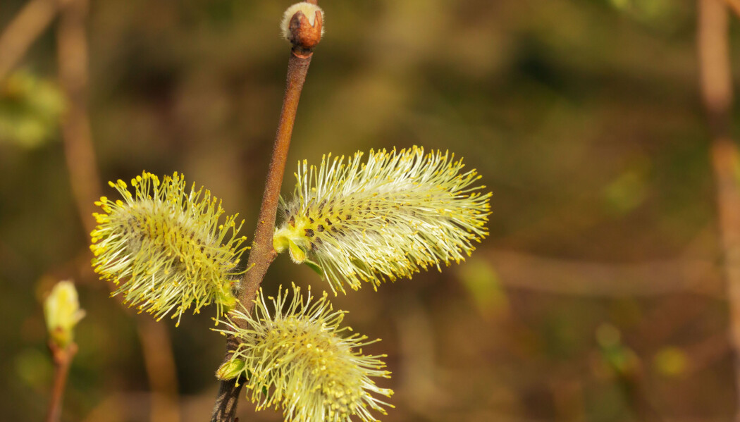 Seljetreets «gåsunger» pryder skogen om våren. Disse gåsungene er fulle av gule pollen, og er dermed fra et hannlig individ. Seljetreets «gåsunger» pryder skogen om våren. Disse gåsungene er fulle av gule pollen, og er dermed fra et hannlig individ.