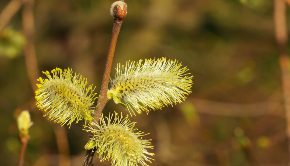Seljetreets «gåsunger» pryder skogen om våren. Disse gåsungene er fulle av gule pollen, og er dermed fra et hannlig individ.