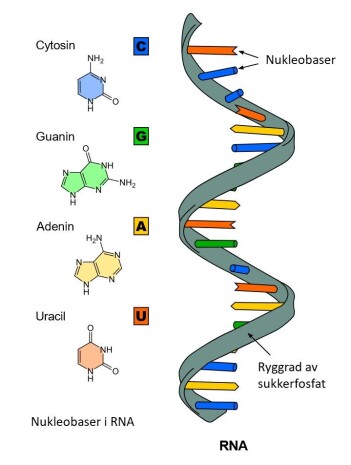 Koronavirus har RNA som arvestoff istedenfor DNA. Legemidler som etterligner byggesteinene til RNA (cytosin, guanin, adenin og uracil), kan stoppe virusenzymet som kopierer opp arvestoffet. Legemiddelet Remdesivir ligner på byggesteinen adenin. Koronavirus har RNA som arvestoff istedenfor DNA. Legemidler som etterligner byggesteinene til RNA (cytosin, guanin, adenin og uracil), kan stoppe virusenzymet som kopierer opp arvestoffet. Legemiddelet Remdesivir ligner på byggesteinen adenin.