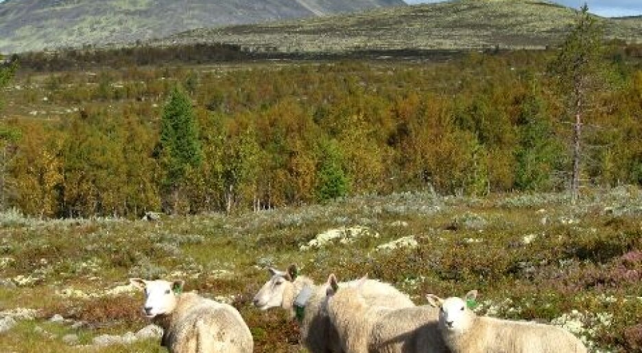 Grunnen til godt beite