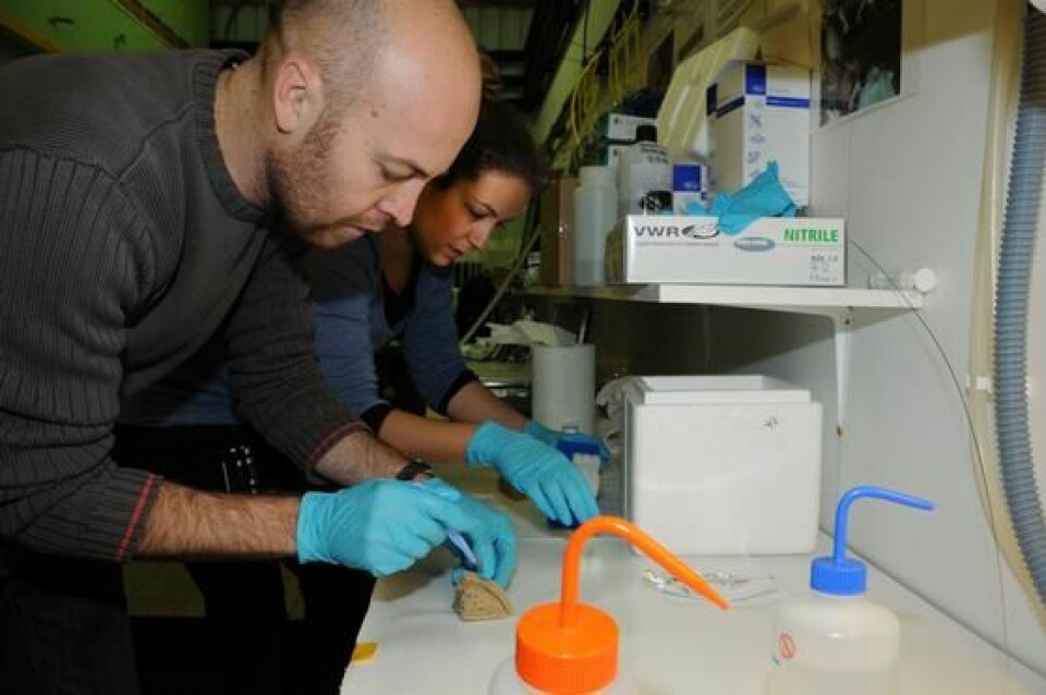 Raymond Bannister og Katelyn Edge tar prøver av svampene som skal analyseres. (Foto: Kjartan Mæstad)