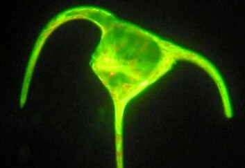 En vanlig test på om cellene er levende er å tilsette et fargestoff som reagerer med kraftig grønn farge på aktive enzymer i cellen (fluorescens). Etter kraftig UV-bestråling vil mange celler fortsatt kunne gi grønn farge, selv om DNA-et er ødelagt og de er ute av stand til å formere seg. (Foto: August Tobiesen, Niva) En vanlig test på om cellene er levende er å tilsette et fargestoff som reagerer med kraftig grønn farge på aktive enzymer i cellen (fluorescens). Etter kraftig UV-bestråling vil mange celler fortsatt kunne gi grønn farge, selv om DNA-et er ødelagt og de er ute av stand til å formere seg. (Foto: August Tobiesen, Niva)