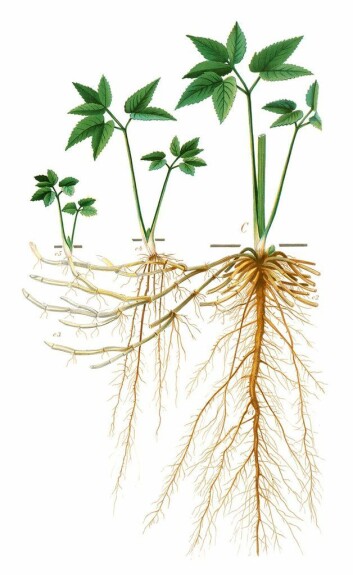 Skvallerkålen er rik på C-vitaminer og kan brukes i matlaging. (Foto: (Ill.: K. Quelprud og S. Mørk, Korsmos ugrasplansjer/Bioforsk)) Skvallerkålen er rik på C-vitaminer og kan brukes i matlaging. (Foto: (Ill.: K. Quelprud og S. Mørk, Korsmos ugrasplansjer/Bioforsk))