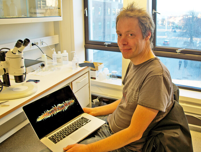 Arne Nygren på Sjöfartsmuseet Akvariet i Göteborg studerte børstemark på workshop i Trondheim. (Foto: Georg Mathisen) Arne Nygren på Sjöfartsmuseet Akvariet i Göteborg studerte børstemark på workshop i Trondheim. (Foto: Georg Mathisen)