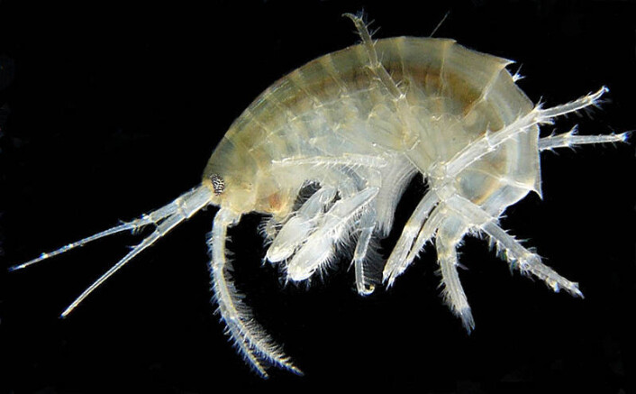 Tangloppen Gammarus roeseli. (Foto: Michal Maňas, tilgjengeliggjort av Wikimedia Commons) Tangloppen Gammarus roeseli. (Foto: Michal Maňas, tilgjengeliggjort av Wikimedia Commons)