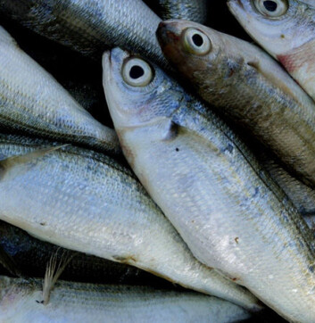 "Det finnes også D-vitamin i fisk." "Det finnes også D-vitamin i fisk."
