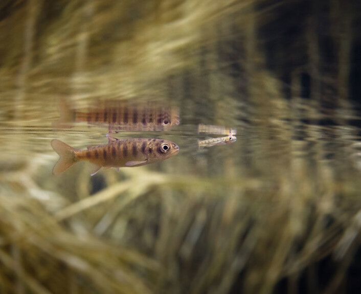 Sannhetens øyeblikk. En ikke kjønnsmoden coho-laks rett før den spiser en nyutklekket sockeye-yngel. Bildet er tatt i Bear Creek i Alaska. Coho og sockeye er arter av stillehavslaks. Laksefisker er som mange andre rovfisker tilpasset fråtsing og perioder med sult. (Foto: Jonathan B. Armstrong) Sannhetens øyeblikk. En ikke kjønnsmoden coho-laks rett før den spiser en nyutklekket sockeye-yngel. Bildet er tatt i Bear Creek i Alaska. Coho og sockeye er arter av stillehavslaks. Laksefisker er som mange andre rovfisker tilpasset fråtsing og perioder med sult. (Foto: Jonathan B. Armstrong)
