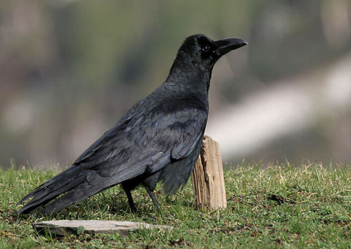 Kråka Corvus macrorhynchos. (Foto: J.M Garg/Wikimedia Commons. Lisens CC BY-SA 3.0) Kråka Corvus macrorhynchos. (Foto: J.M Garg/Wikimedia Commons. Lisens CC BY-SA 3.0)