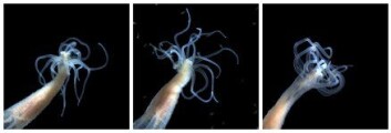 "Nematostella fanger saltkreps (ligner små reker) med tentaklene. Byttet blir sittende fast og lammes av stikkecellene, og tentaklene frakter det til munnen." "Nematostella fanger saltkreps (ligner små reker) med tentaklene. Byttet blir sittende fast og lammes av stikkecellene, og tentaklene frakter det til munnen."