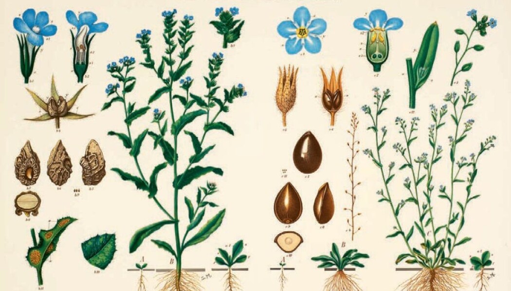 I plansjene viste Emil Korsmo plantenes livsløp. I plansjene viste Emil Korsmo plantenes livsløp.