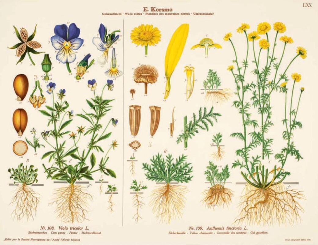 Korsmo regnet stemorsblomsten blant ugressene. Den er populær som prydplante. Alle deler av planten er spiselig. Den kalles også Nordens vanilje, og vaniljesmaken kan trekkes ut ved å legge stenglene i væske. Korsmo regnet stemorsblomsten blant ugressene. Den er populær som prydplante. Alle deler av planten er spiselig. Den kalles også Nordens vanilje, og vaniljesmaken kan trekkes ut ved å legge stenglene i væske.