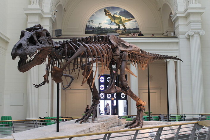 Verdens største og mest fullstendige skjelett har fått navnet Sue. Skjelettet antas å være omtrent 65 millioner år gammelt og holder til på Field Museum of Natural History i Chicago, USA. (Foto: Wikipedia) Verdens største og mest fullstendige skjelett har fått navnet Sue. Skjelettet antas å være omtrent 65 millioner år gammelt og holder til på Field Museum of Natural History i Chicago, USA. (Foto: Wikipedia)