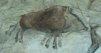 Villsvinet, avbildet på en vegg i Altamira-hulen i Spania, har unormalt mange bein. Stadig flere arkeologer tror det er meningen at beina skal bli en animasjon av dyret i fart. (Foto: HTO/Wikimedia Creative Commons)