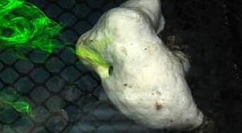 Svamper suger i seg forurensning i havet