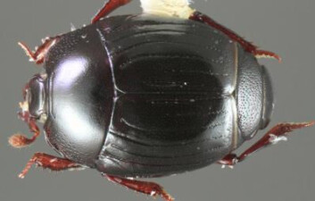 Bilde av Operclipygus falini, en av de 138 nye artene. (Foto: Michael S. Caterino) Bilde av Operclipygus falini, en av de 138 nye artene. (Foto: Michael S. Caterino)