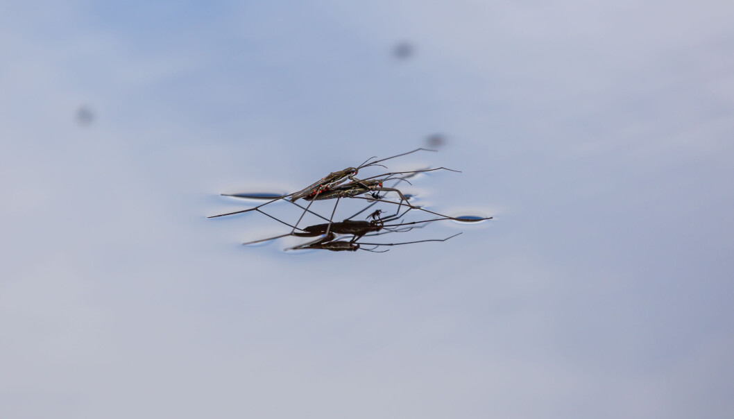 I motsetning til insekter på land, går det nokså bra med ferskvannsinsektene. I motsetning til insekter på land, går det nokså bra med ferskvannsinsektene.