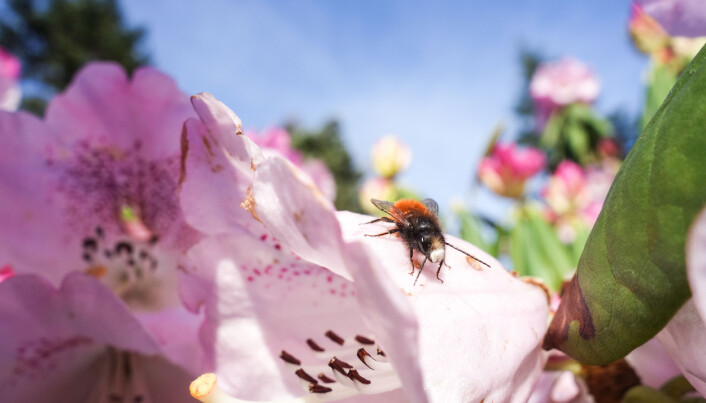 Forskerne fant at det har blitt mindre av både flyvende insekter og de som lever på bakken. Forskerne fant at det har blitt mindre av både flyvende insekter og de som lever på bakken.
