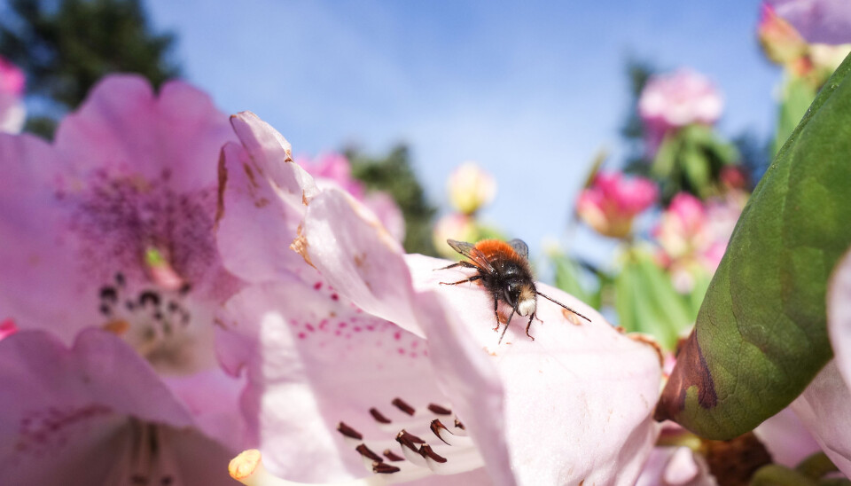 Forskerne fant at det har blitt mindre av både flyvende insekter og de som lever på bakken.
