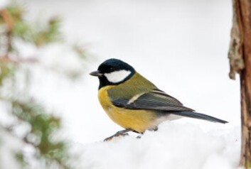 Kjøttmeis. (Illustrasjonsfoto: iStockphoto) Kjøttmeis. (Illustrasjonsfoto: iStockphoto)