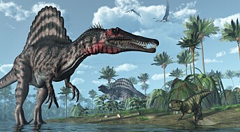 Verdens største rovdinosaur kunne trolig svømme
