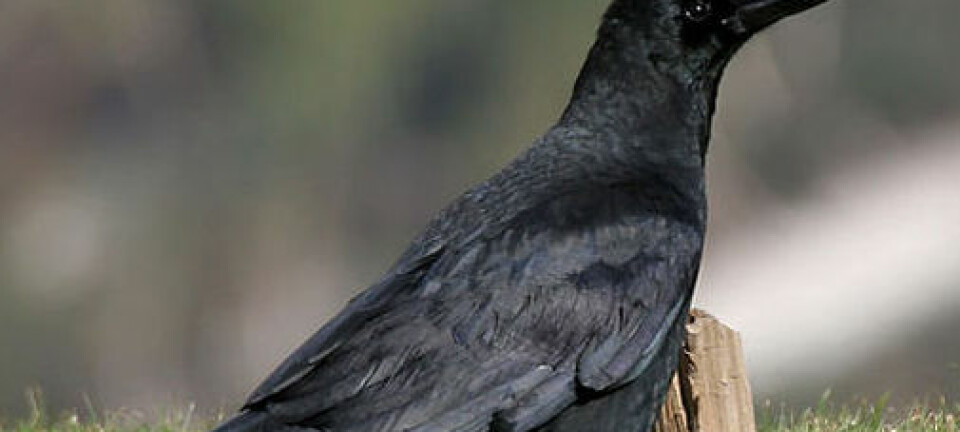 Kråka Corvus macrorhynchos. (Foto: J.M Garg/Wikimedia Commons. Lisens CC BY-SA 3.0) 