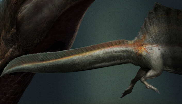 Halen til Spinosaurus smalnet ikke slik som hos andre dinosaurer, men hadde lage utvidelser fra skjelettet. Halen til Spinosaurus smalnet ikke slik som hos andre dinosaurer, men hadde lage utvidelser fra skjelettet.