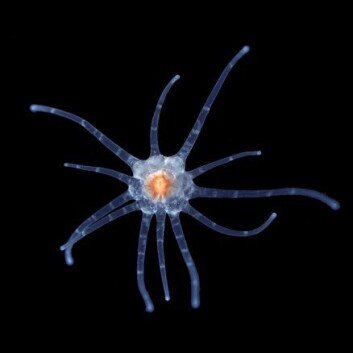 "Sammensatt begynnelse: Den spalteformede munnen til Nematostella bryter med den radikale symmetrien som er karakteristisk for nesledyr. Dette morfologiske beviset på kompleksitet passer sammen med oppdagelsen av at sjøanemonens genom er sammensatt, mye på samme måten som vårt eget menneskegenom.> - Analysen gjorde oss i stand til å sammenligne sjøanemonen med andre dyr, og dermed se hvordan genomet til deres siste felles stamfar så ut, selv om slike skapninger har vært utdødd i 600 eller 700 millioner år, sier han. Forskerne mener at den analyserte sjøanemonen ligner på et primitivt urdyr som levde for rundt 700 millioner år siden. Det er dette urdyret som har gitt opphav til alle dyrene vi ser i dag - fra dagens sjøanemoner til koraller, bananfluer, rundormer, fisk, løver og mennesker. "Sammensatt begynnelse: Den spalteformede munnen til Nematostella bryter med den radikale symmetrien som er karakteristisk for nesledyr. Dette morfologiske beviset på kompleksitet passer sammen med oppdagelsen av at sjøanemonens genom er sammensatt, mye på samme måten som vårt eget menneskegenom.> - Analysen gjorde oss i stand til å sammenligne sjøanemonen med andre dyr, og dermed se hvordan genomet til deres siste felles stamfar så ut, selv om slike skapninger har vært utdødd i 600 eller 700 millioner år, sier han. Forskerne mener at den analyserte sjøanemonen ligner på et primitivt urdyr som levde for rundt 700 millioner år siden. Det er dette urdyret som har gitt opphav til alle dyrene vi ser i dag - fra dagens sjøanemoner til koraller, bananfluer, rundormer, fisk, løver og mennesker.