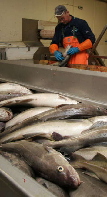 "Fiskeindustrien får ikke nok fersk fisk." "Fiskeindustrien får ikke nok fersk fisk."