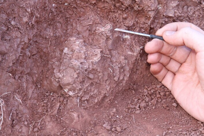Du skal være godt trent for å se hva som er stein og hva som er forsteinet dinosaurembryorester her. forskning.no har for enkelhets skyld uthevet armbeinet på dette bildet. (Foto: R. Reisz) Du skal være godt trent for å se hva som er stein og hva som er forsteinet dinosaurembryorester her. forskning.no har for enkelhets skyld uthevet armbeinet på dette bildet. (Foto: R. Reisz)
