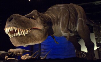 En årelang paleontologi-debatt kan være avsluttet: Forskere mener de har funnet avgjørende bevis for at Tyrannosaurus rex drepte sitt eget bytte. (Foto: Landahlauts/Flickr Creative Commons) En årelang paleontologi-debatt kan være avsluttet: Forskere mener de har funnet avgjørende bevis for at Tyrannosaurus rex drepte sitt eget bytte. (Foto: Landahlauts/Flickr Creative Commons)