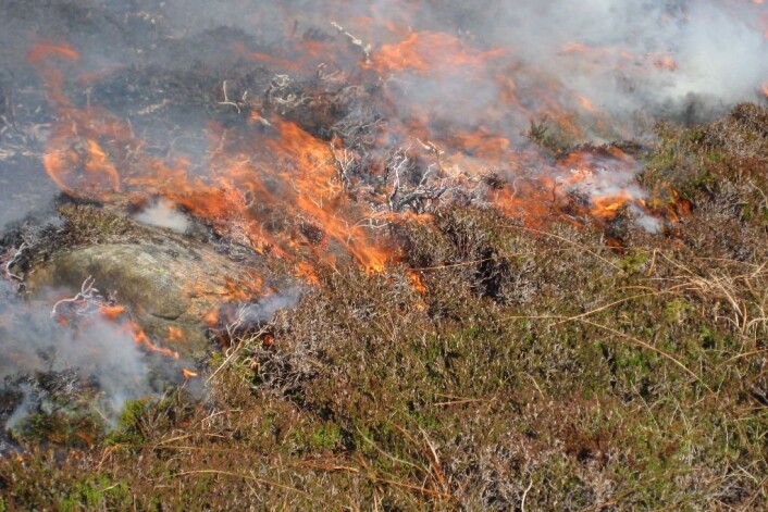 Kontrollert lyngsviing. (Foto: Liv Guri Velle) Kontrollert lyngsviing. (Foto: Liv Guri Velle)