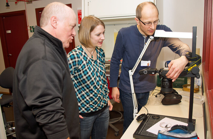 Det faglige kan de, men det fototekniske kan det være greit å få hjelp til når man er på workshop. Jon Kristian Skei (til venstre) på NTNU og Katrine Kongshavn fra Universitetsmuseet i Bergen får kamerahjelp av vert Torbjørn Ekrem. (Foto: Georg Mathisen) Det faglige kan de, men det fototekniske kan det være greit å få hjelp til når man er på workshop. Jon Kristian Skei (til venstre) på NTNU og Katrine Kongshavn fra Universitetsmuseet i Bergen får kamerahjelp av vert Torbjørn Ekrem. (Foto: Georg Mathisen)