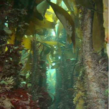 Tareskog har et mangfoldig plante- og dyreliv, og skaper grunnlag for rike fiskerier langs kysten. (Foto: NIVA) Tareskog har et mangfoldig plante- og dyreliv, og skaper grunnlag for rike fiskerier langs kysten. (Foto: NIVA)