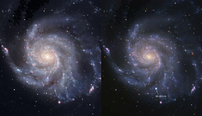Til venstre: Bilde av galaksen Messier 101 før supernovaen, tatt av Hubble Space Telescope. Til høyre: SN2011fe på maks styrke. (Foto: BJ Fulton (LCOGT), PTF & the Space Telescope Science Institute) Til venstre: Bilde av galaksen Messier 101 før supernovaen, tatt av Hubble Space Telescope. Til høyre: SN2011fe på maks styrke. (Foto: BJ Fulton (LCOGT), PTF & the Space Telescope Science Institute)