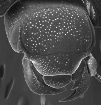 Hodet til til larvemumsende Operclipygus plicicollis. (Foto: Michael S. Caterino) Hodet til til larvemumsende Operclipygus plicicollis. (Foto: Michael S. Caterino)